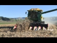 Maize Harvest Front 2 1542
